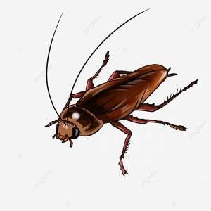 Таракан ползет по диагонали вниз клипарт PNG , Длинные щупальца, ползать, По диагонали внизу PNG картинки и пнг PSD рисунок для й загрузки