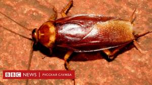 Вся правда о тараканах