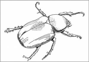 Шаблон Жука