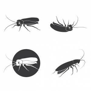 Логотип таракана изолированный таракан на белом фоне