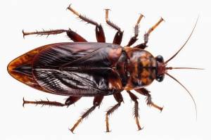 Вид сверху на таракана, изолированного на прозрачном фоне