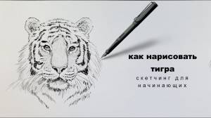 как нарисовать тигра как нарисовать тигра легко how to draw a tiger
