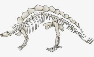 Скелет динозавра рисунок