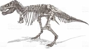 Скелет динозавра рисунок