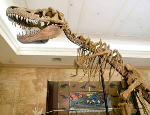 В экспозиции музея появится 12-метровый скелет динозавра!