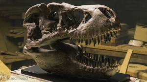 Файл STL Реалистичный череп тираннозавра