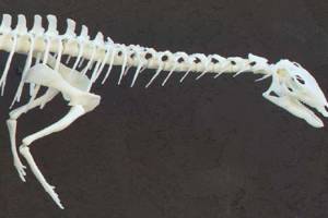 3D печать динозавра для воссоздания правильной формы скелета