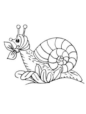 Раскраски Улитка