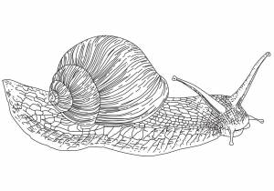 Улитки в черном море
