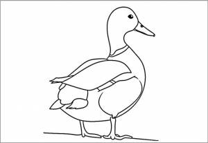 Шаблон утки