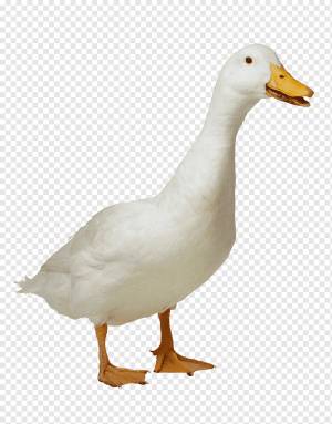 Утка по-пекински гуся, утка, животные, фауна, стикер png