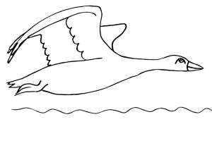 Раскраска гусь