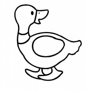 Раскраски Раскраска Контур утки