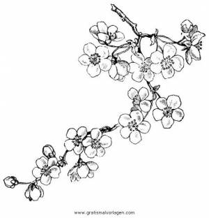 Картинки цветы яблони трафареты