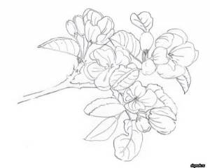 Картинки цветы яблони трафареты