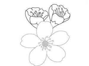 Картинки цветы яблони трафареты