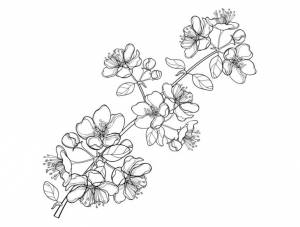 Трафареты цветов яблони