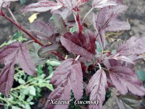 Декоративные яблони