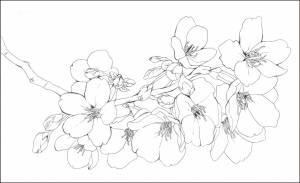 Цветы яблони