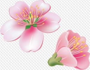 26 PNG, Цветущие ветки яблонь, Листок цветка яблони, графика, изображения с прозрачным фоном