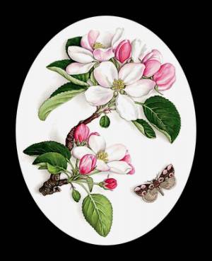 Веточка яблони рисунок