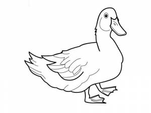 Раскраска утка  и