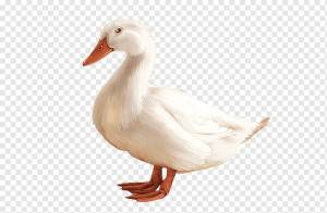 Американская утка по-пекински с пряжкой,  Шаблон дизайна логотипа, геометрический рисунок, фауна png