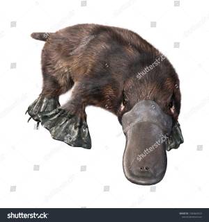 3d Rendering Platypus Ornithorhynchus Anatinus Isolated