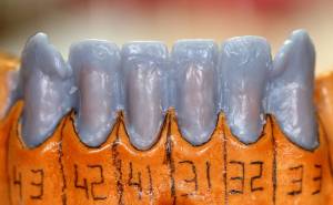 Простая инструкция по моделированию зубов из воска