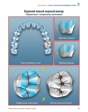 Популярная анатомия боковых зубов