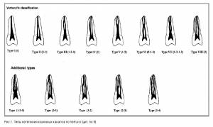 Анатомические особенности корневой системы зубов человека
