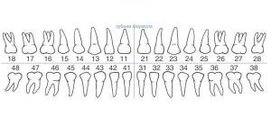 Как устроены наши зубы ⏩⏩⏩ Важные анатомические особенности