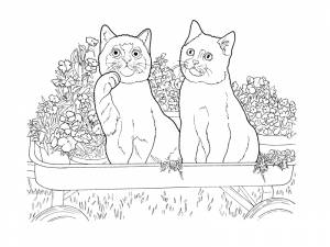 Британская короткошерстная кошка