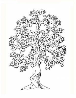 Раскраска Дерево