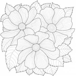 Красивые цветы