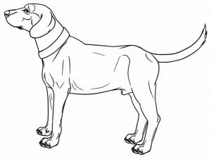 Раскраски реалистичная собака