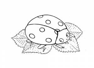 Раскраска божья коровка