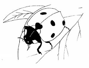Раскраска божья коровка