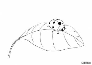 Раскраска Божья коровка на листочке