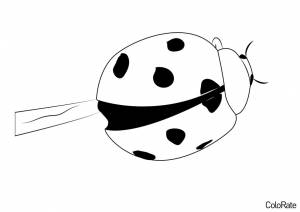Раскраска Пузатая божья коровка