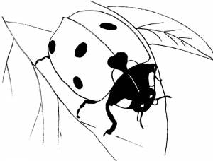 Раскраска божья коровка