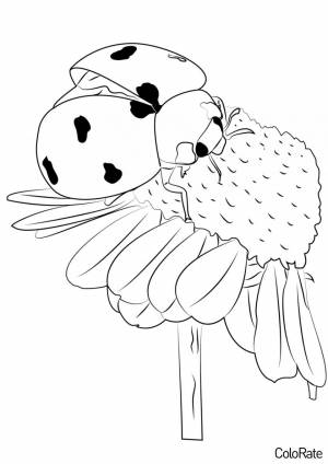 Раскраска Божья коровка и цветок