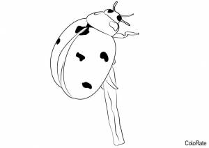 Раскраска Храбрая божья коровка