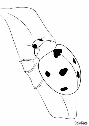 Раскраска Божья коровка на удачу