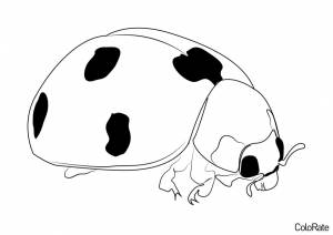 Раскраска Жёлтая божья коровка