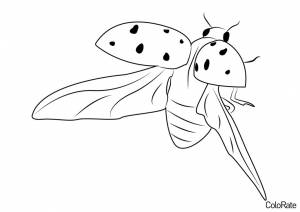 Раскраска Летающая божья коровка