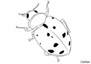 Раскраски Божья коровка для детей