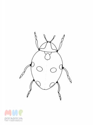 Раскраска Божья коровка повела бровкой