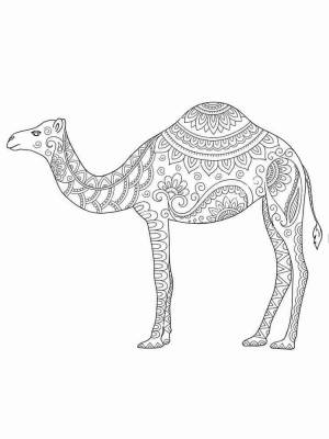 Раскраски Верблюд Антистресс