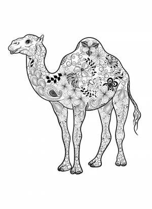 Раскраски Верблюд Антистресс